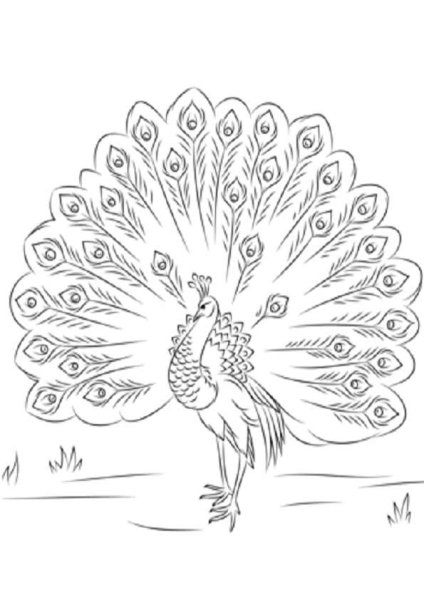 Павлин рисунок