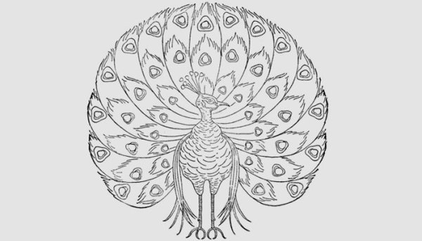 Павлин скетч