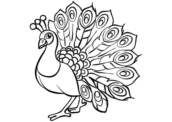 Эскиз павлина