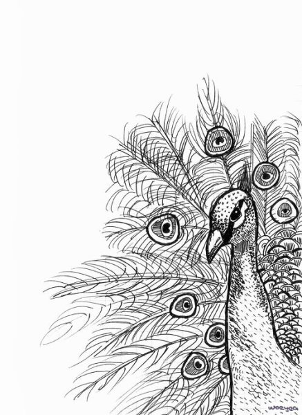 Рисование в подготовительной группе Павлин карандашом