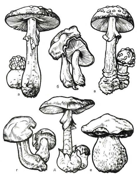 Съедобные и несъедобные грибы раскраска для детей