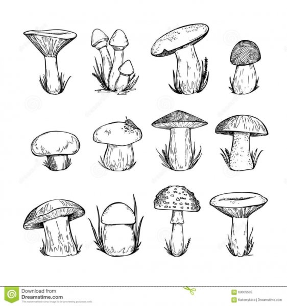 Съедобные и несъедобные грибы раскраска для детей