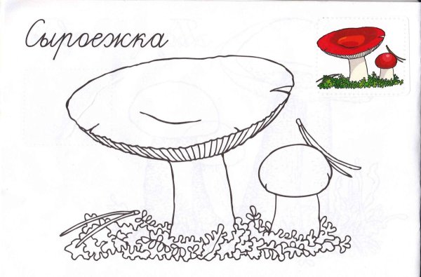 Съедобные и несъедобные грибы черно белые