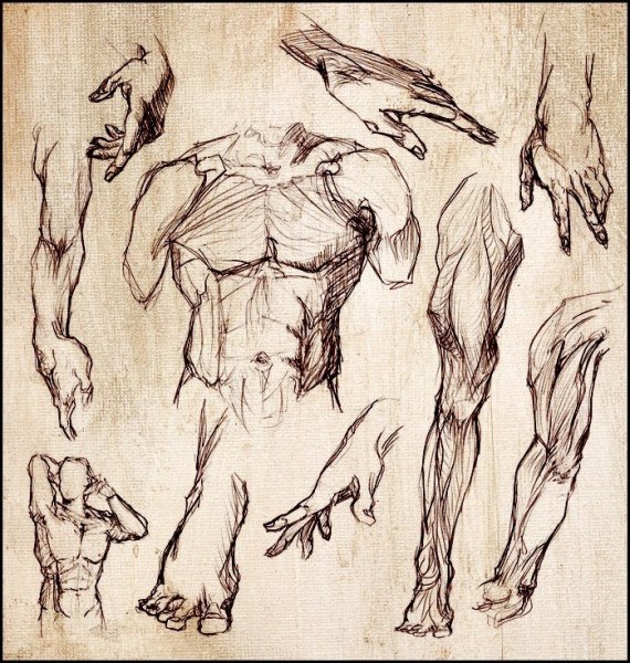 Зарисовки частей тела