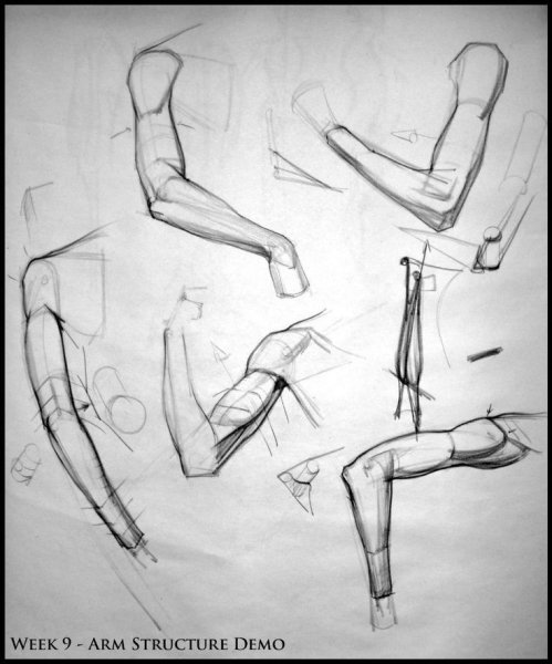 Анатомия для художника рука согнутая