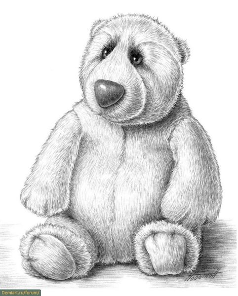 Медвежонок Тедди рисунок