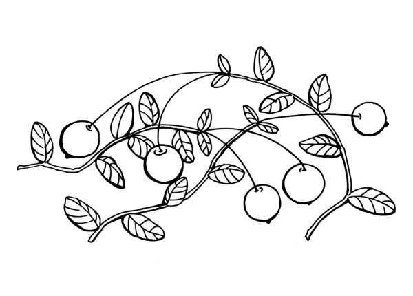 Клюква рисунок