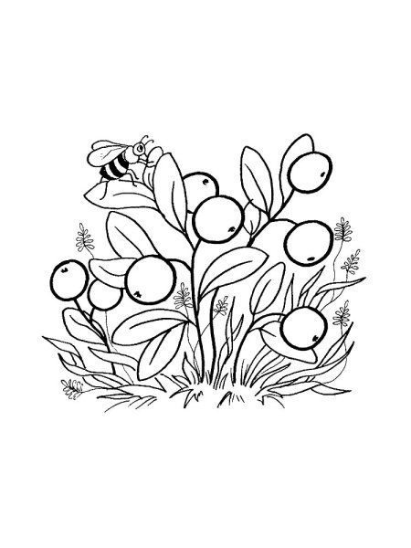 Клюква Болотная раскраска