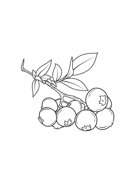 Раскраска ягода брусника