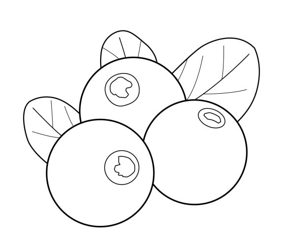 Брусника раскраска для детей