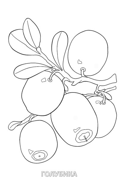 Клюква раскраска