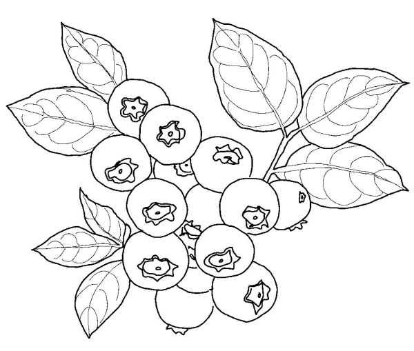 Черника контур