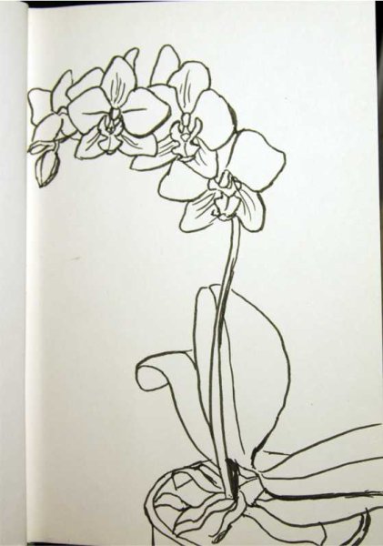 Орхидея карандашом