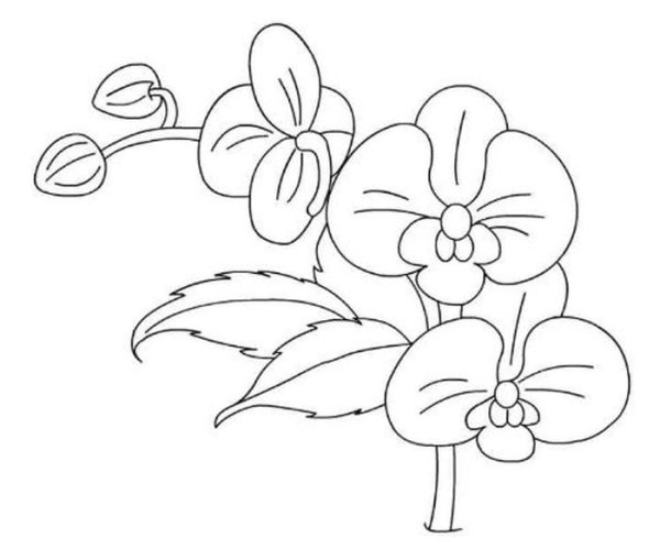 Тату Орхидея эскизы