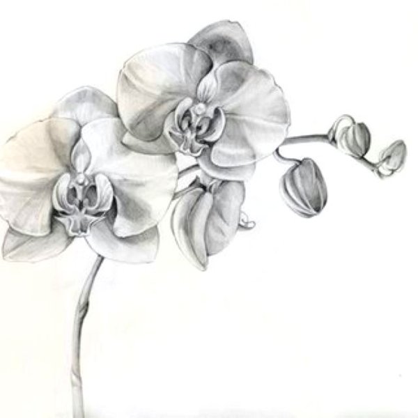 Орхидея рисунок