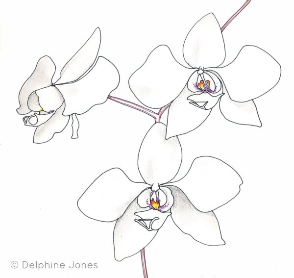 Орхидея фаленопсис карандашом