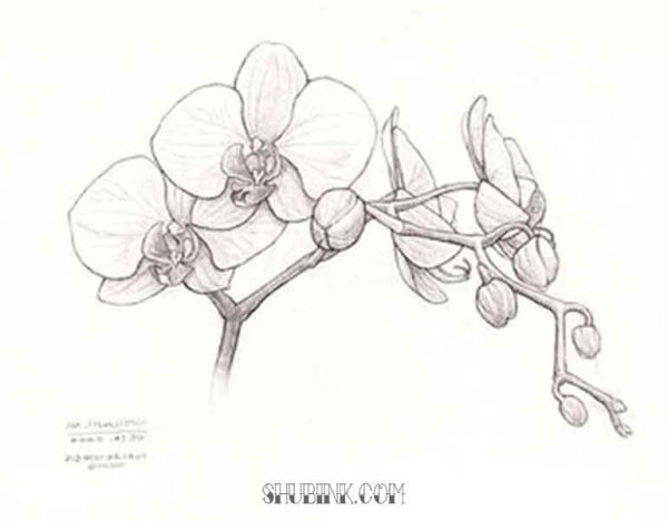 Орхидея в горшке рисунок карандашом