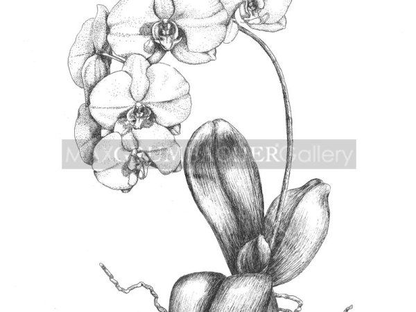 Орхидея черной ручкой