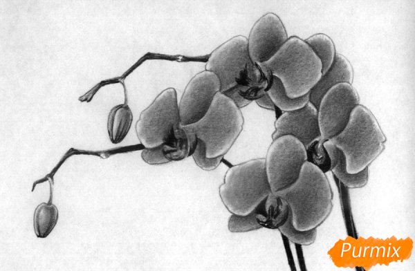 Нарисовать орхидею