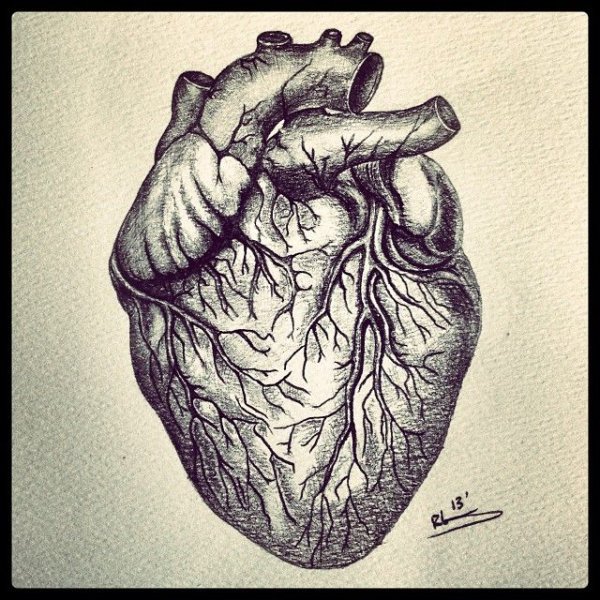 Анатомическое сердце контур