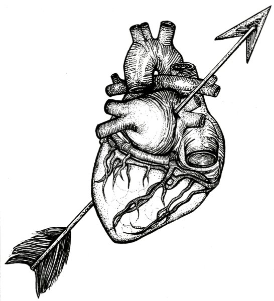 Человеческое сердце анатомия