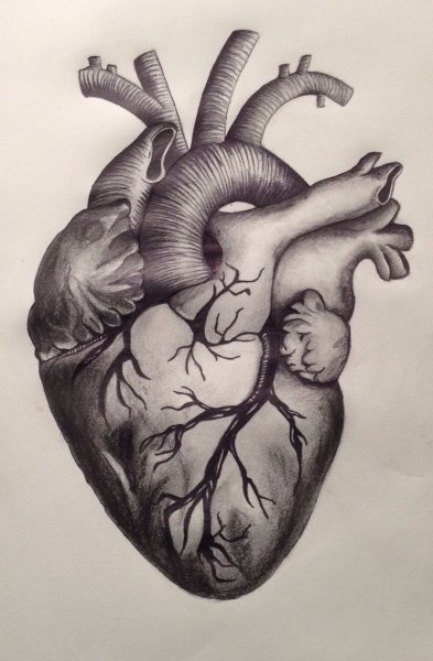 Нарисовать сердце человека