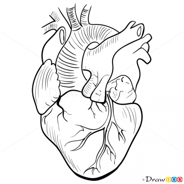 Сердце анатомия контур