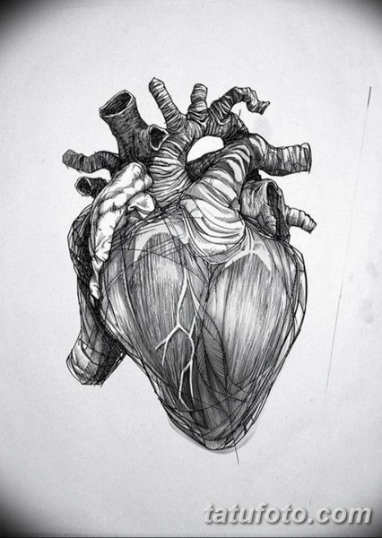 Анатомическое сердце черно белое