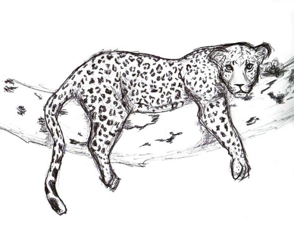 Нарисовать гепарда