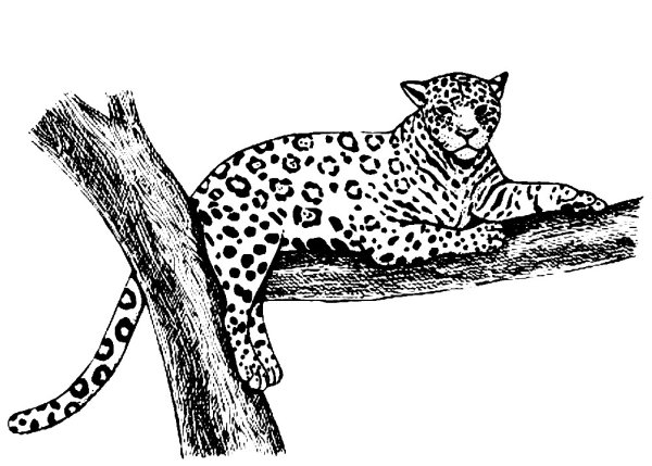 Раскраски Ягуар на дереве