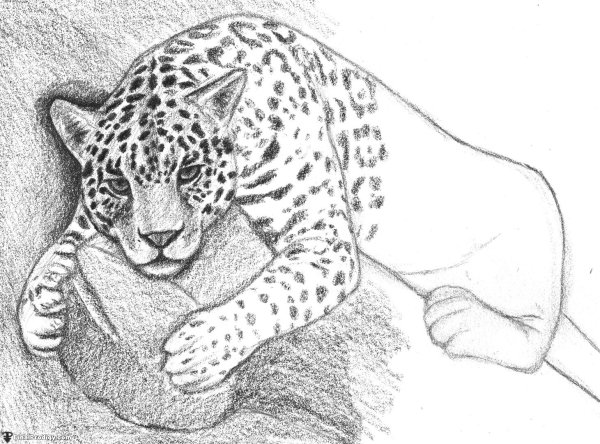 Поэтапное рисование ягуара
