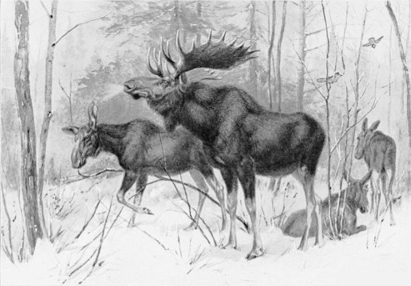 Охотничьи зарисовки