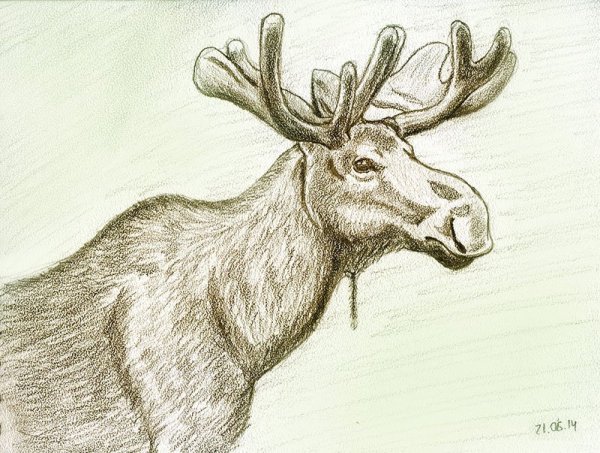 Рисование Лось