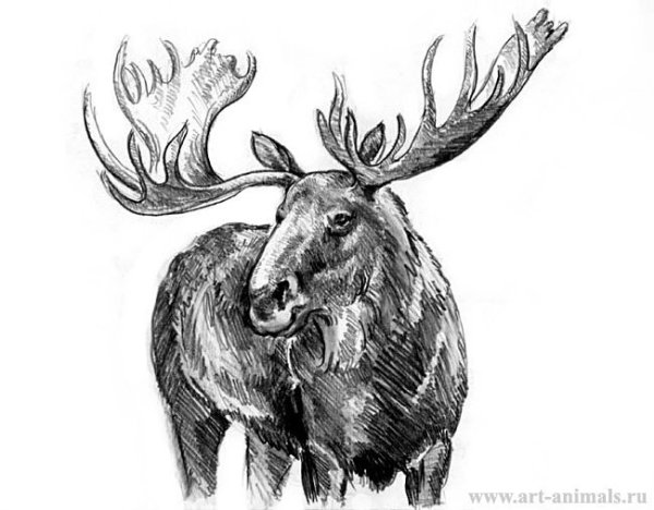 Картинки лося для срисовки