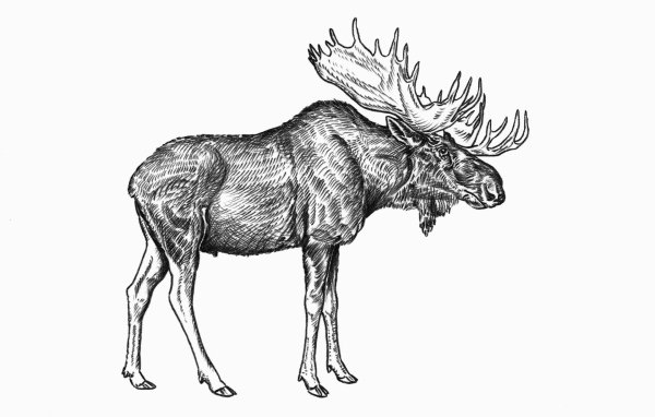 Картинки лося для срисовки