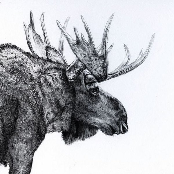 Лось рисунок