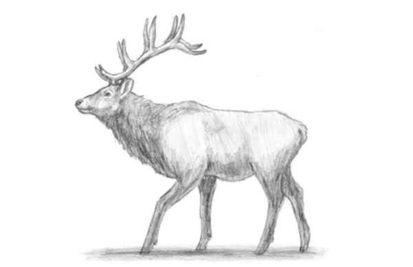 Лось скетч