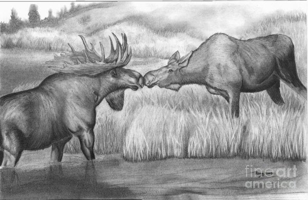 Животные карандашом