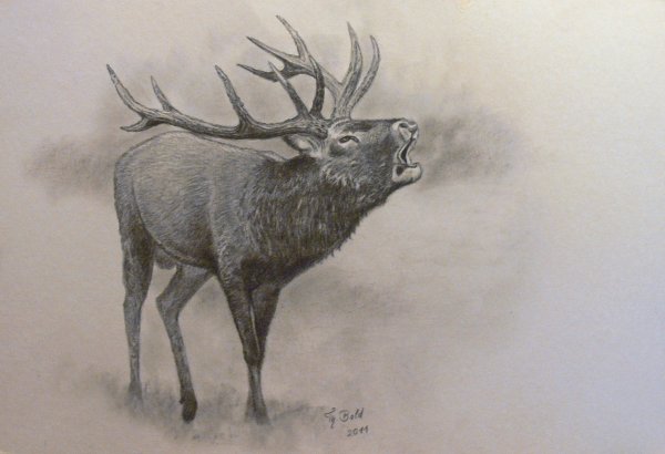 Лось Графика