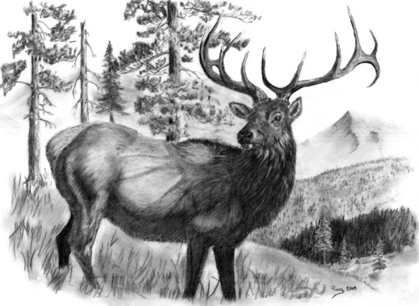 Лось скетч