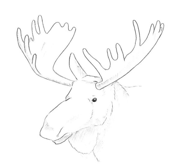 Животные карандашом