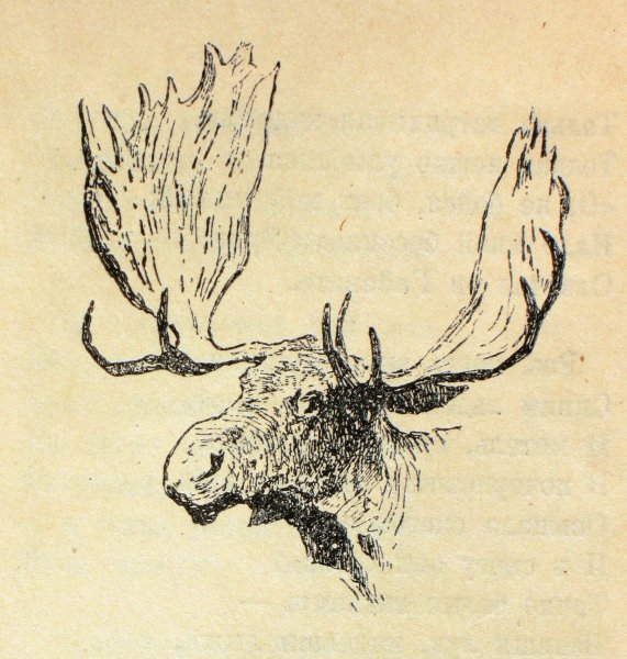 Лось раскраска реалистичная