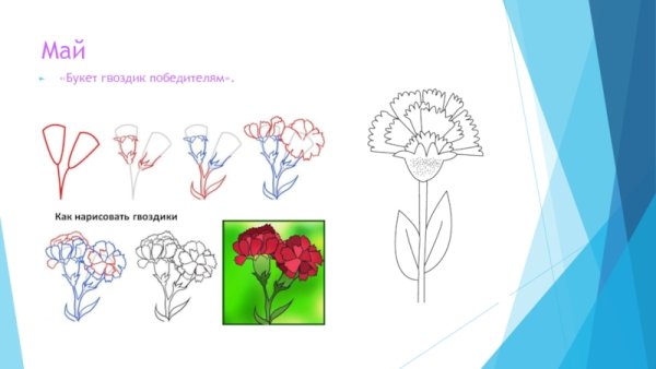 Поэтапный рисунок гвоздики