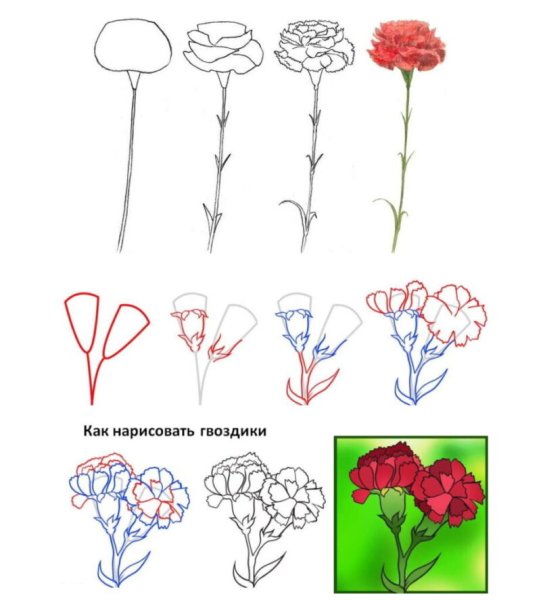Рисование гвоздики