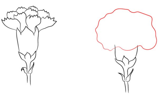 Гвоздики раскраска