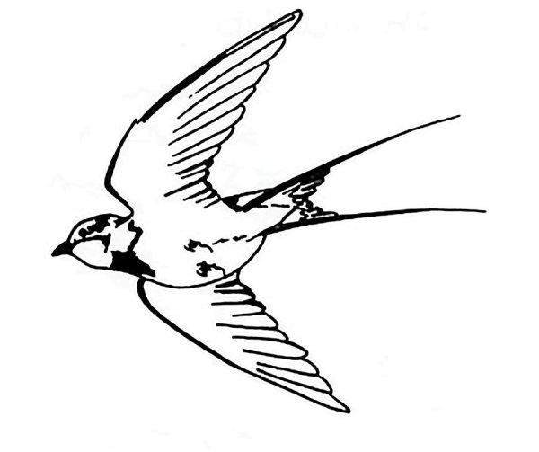 Ласточка карандашом