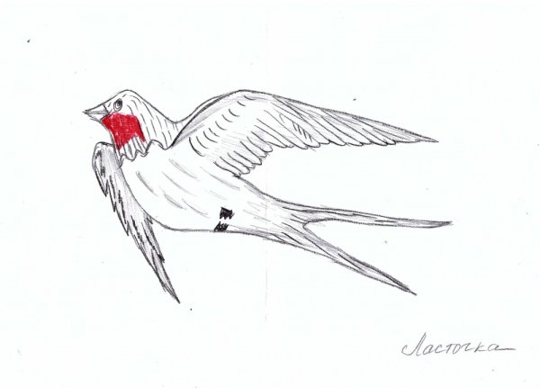 Ласточка карандашом
