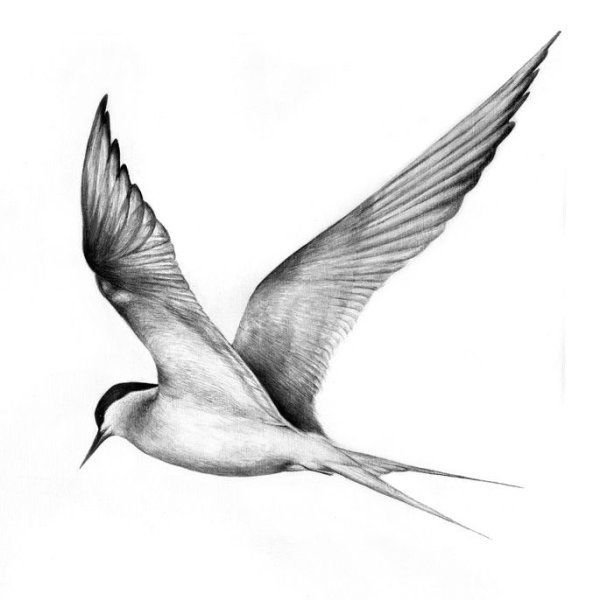 Стриж раскраска