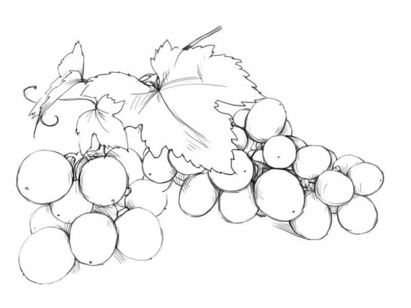 Виноград раскраска