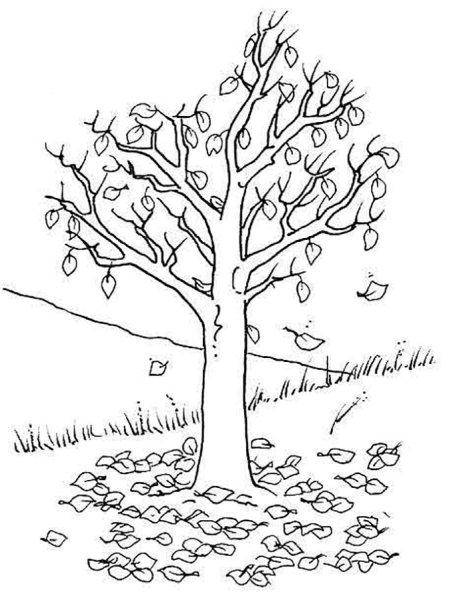 Осеннее дерево раскраска для детей